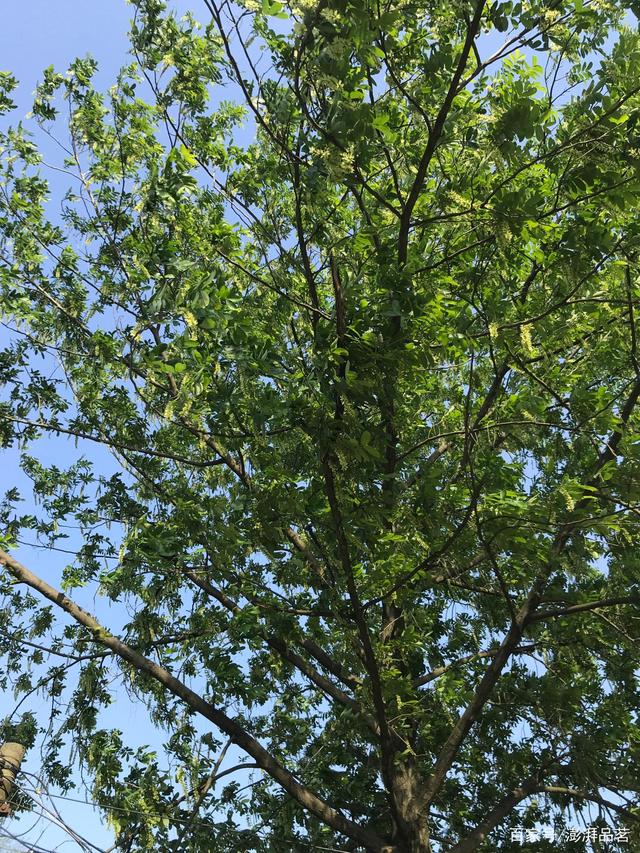 全是叶子的植物：探索独特之美