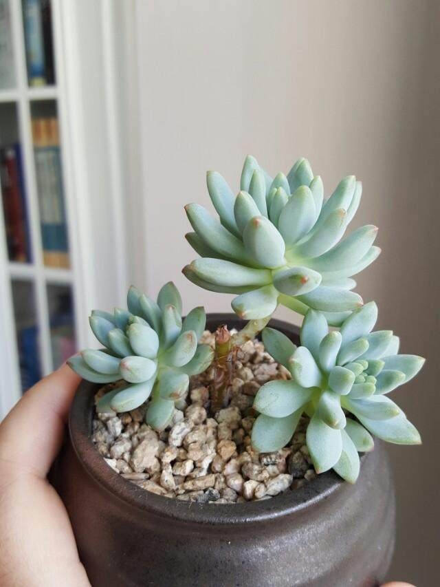 元宝叶子：养殖技巧与观赏价值