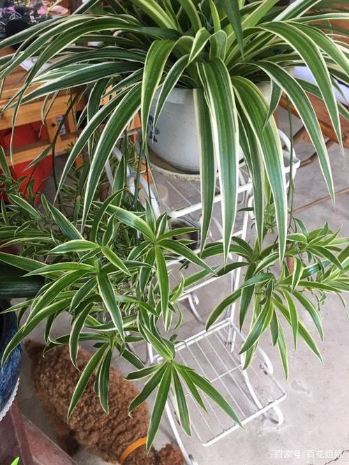 桂花修剪方法视频：掌握技巧，养出繁茂桂花树