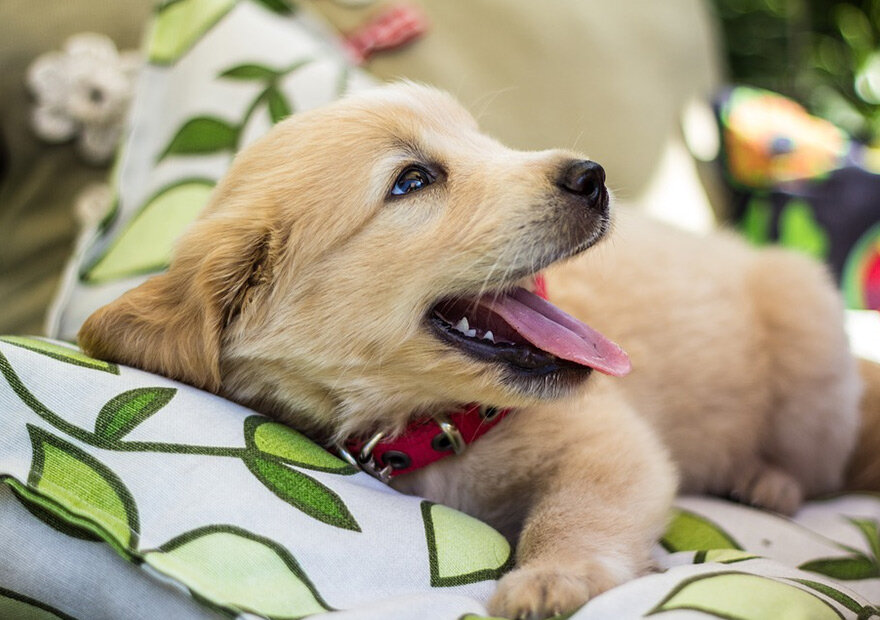 狗狗呕吐白沫还拉稀：宠物护理人员教你应对妙招