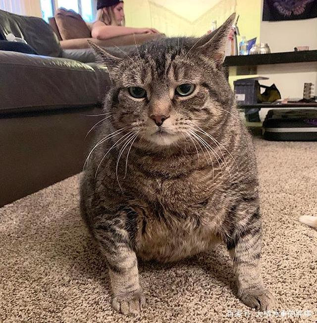 有没有不掉毛的狗狗？揭开谜团，探索宠物护理的秘密