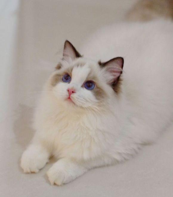 狗狗呕吐颤抖：揭秘背后的原因与应对策略