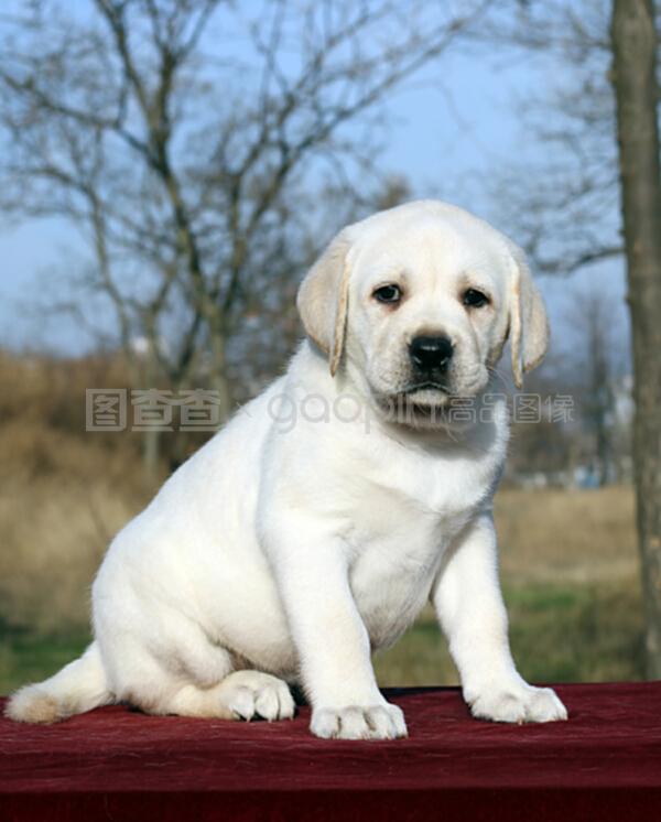 宠物滴滴尿：揭秘背后的原因