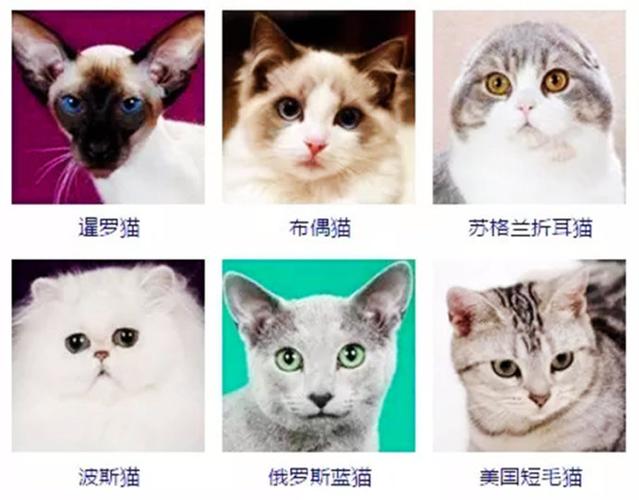 柯基狗狗拉稀：宠物护理中的常见问题与解决之道